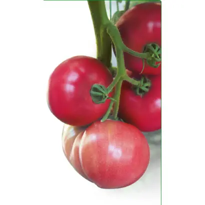 Батлер КС F1 / Batler KS F1