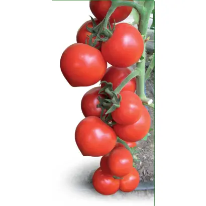 Овация F1 / Ovation F1