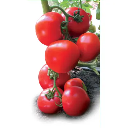 Ядвига F1 / Yadwiga F1