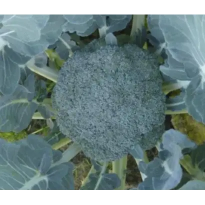 Партенон F1 / Parthenon F1