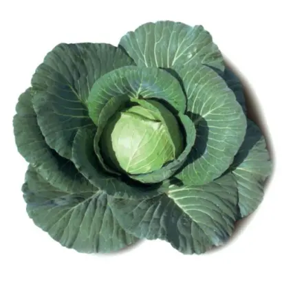 ЭЛИЗА F1 / ELISA F1