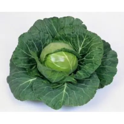 НОЗОМИ F1 / NOZOMI F1