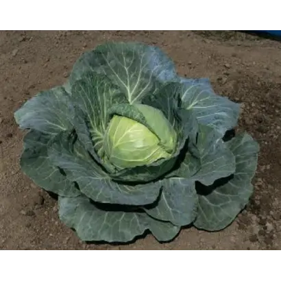 СУПРИМ ВАНТАЖ F1 / CUPREME VANTAGE F1