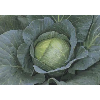 РОЙАЛ ВАНТАЖ F1 / ROYAL VANTAGE F1