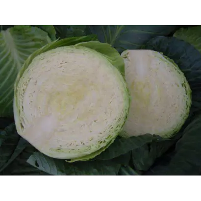 ЦИКЛОП F1 / ZYKLOP F1