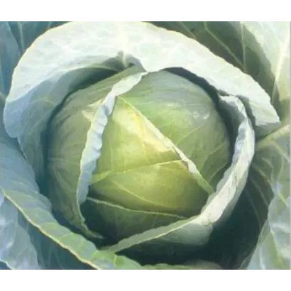 ТЕНЕСИТИ F1 / TENECITI F1