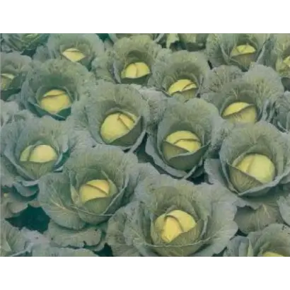 КОНКИСТАДОР F1 / CONQUISTADOR F1