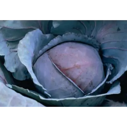 РЭД ДЖЕВЕЛ F1 / RED JEWEL F1