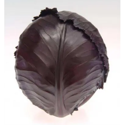 ВАРНА F1 / VARNA F1