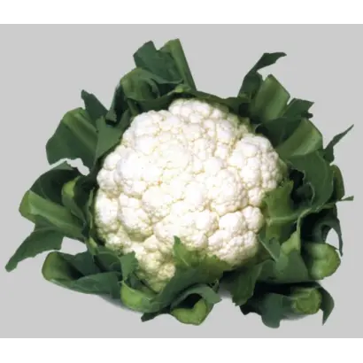 УАЙТ ЭКСЕЛ F1 / WHITE EXCEL F1