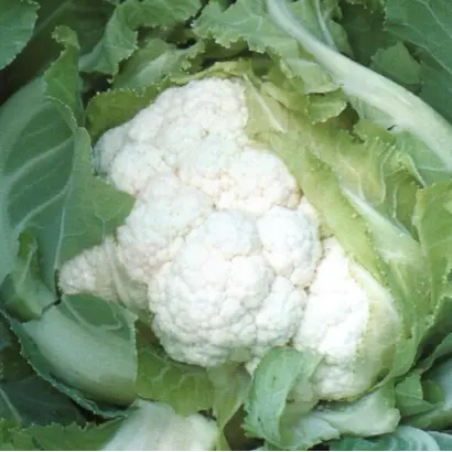 КАНДИД ШАРМ F1