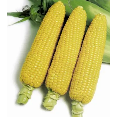 ХОНИ БЭНТАМ 83 дня F1