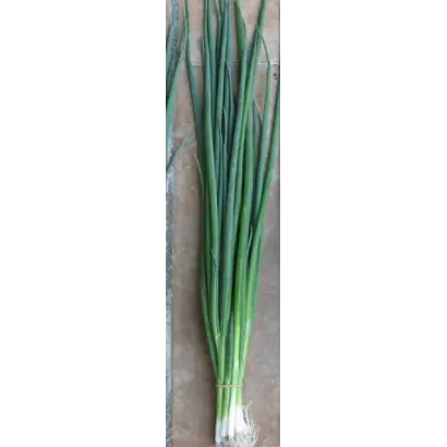 ЛОНГ УАЙТ КОШИГАЯ