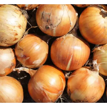 СПЕНИШ МЕДАЛЬОН F1