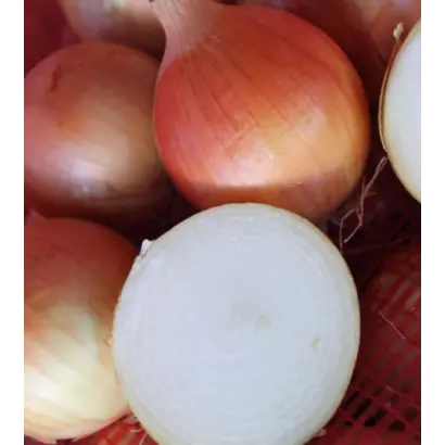 КАПРИКОРН F1