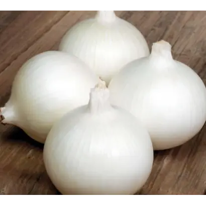 БЕЛЛО БЛАНКО  F1