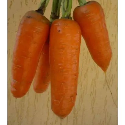 Шантеклер F1