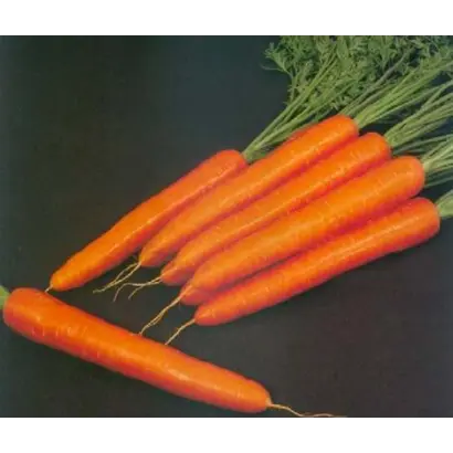 Свит Кэндел F1