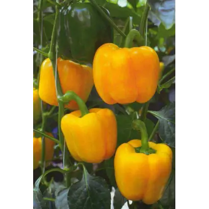 ЭСПАРТАНО F1