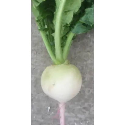 Мисато Роуз Флеш