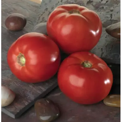 БЕЛЛА РОСА F1 / BELLA ROSSA F1