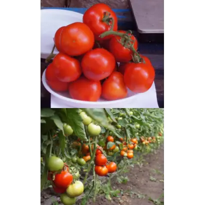 ПАБЛО F1 / PABLO F1