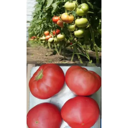 ПИНК МЭДЖИК F1