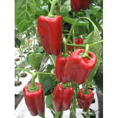 Екатерина F1