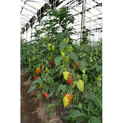 Памяти Жегалова