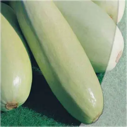 Грибовский 37