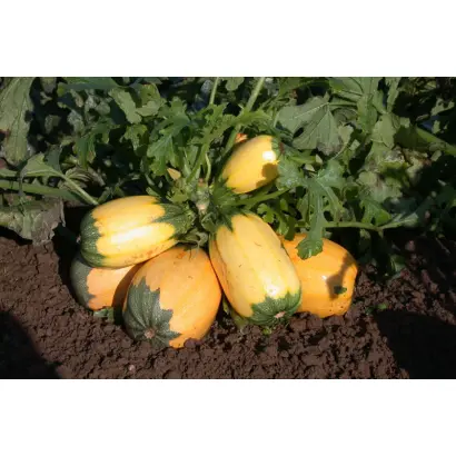 Русские спагетти