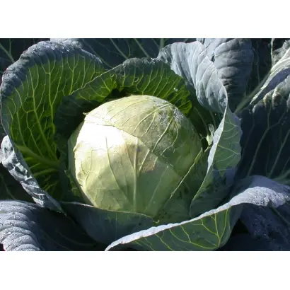 Белорусская 455