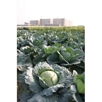 Московская поздняя 15