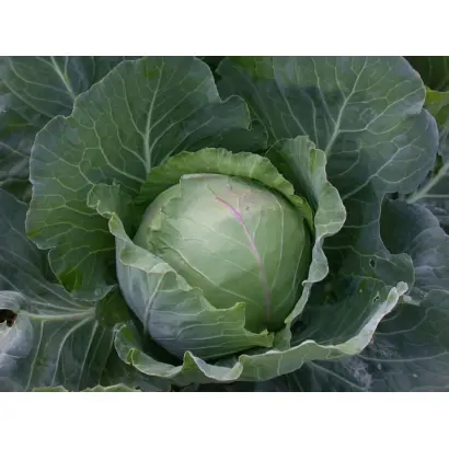 Слава грибовская 231