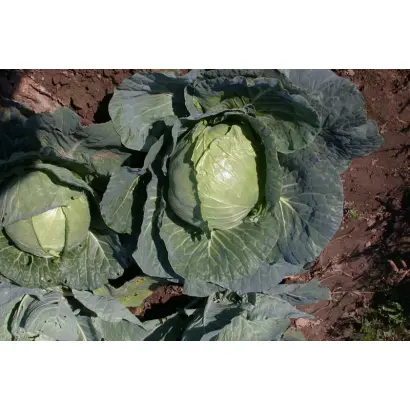 Стахановка 1513