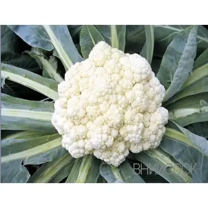 Ранняя Грибовская 1355