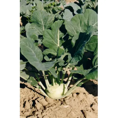 Венская белая 1390