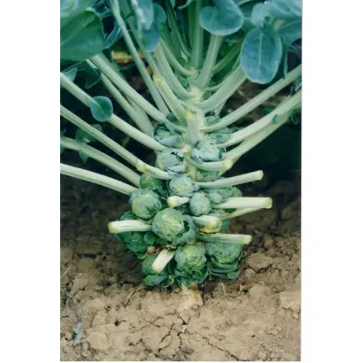 Геркулес 1342