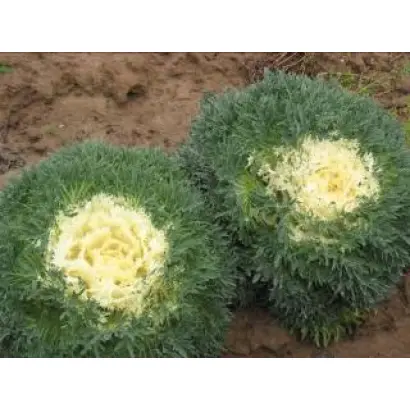 Снежная королева