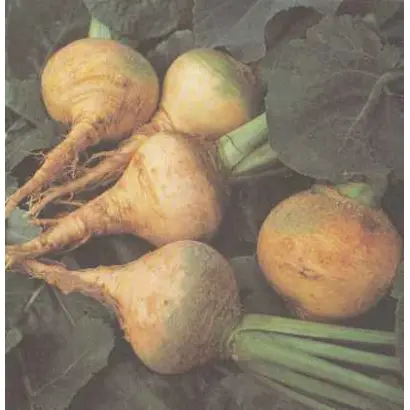 Красносельская