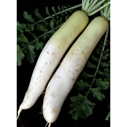 Московский богатырь