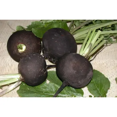 Зимняя круглая черная