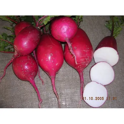 Красавица Подмосковья