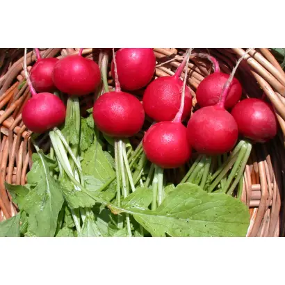 Королева Марго