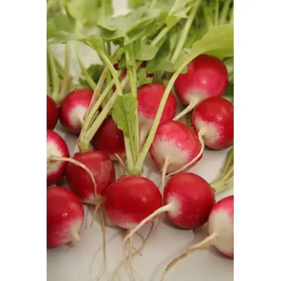 Розово-красный с белым кончиком