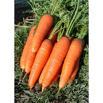 Грибовчанин F1