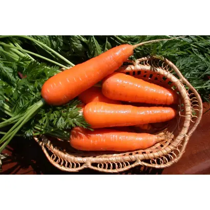 Московская зимняя А 515