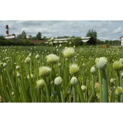 Русский зимний