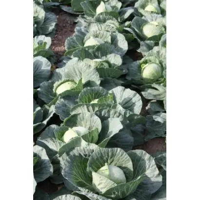 ГОЛДЕН КРОСС F1 / GOLDEN CROSS F1