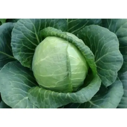 СУНТА F1 / SUNTA F1